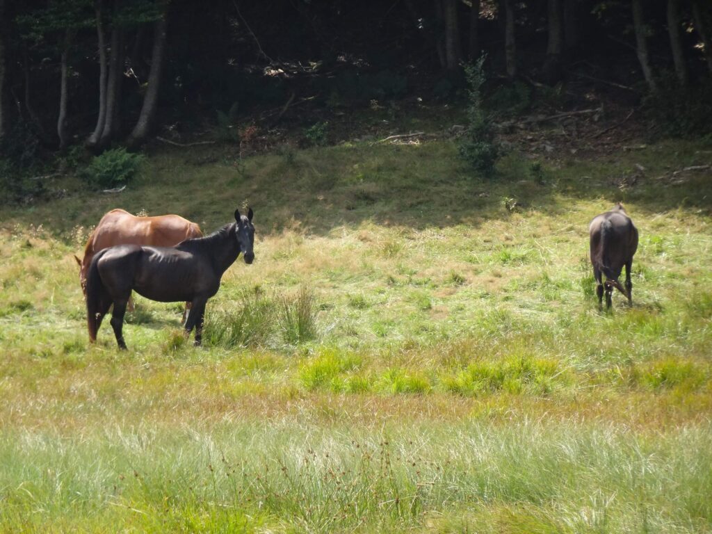 Cavalli Appennino Parmense