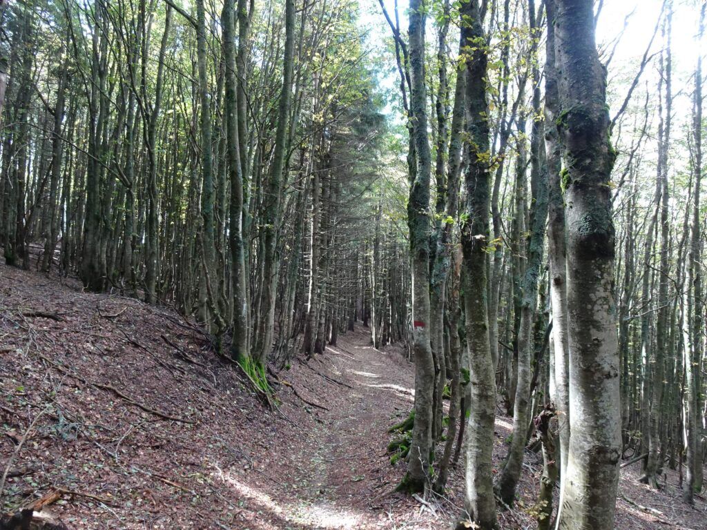 sentiero 101 Appennino bolognese