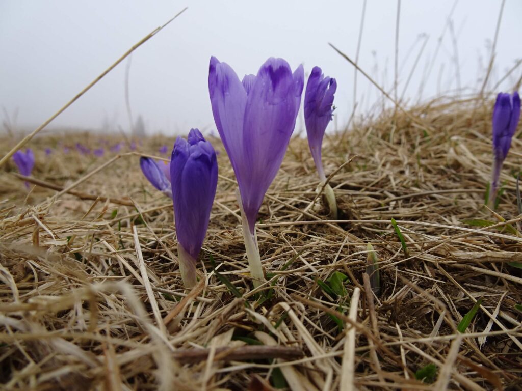 Crocus